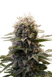 Black_Ultimate_genetics