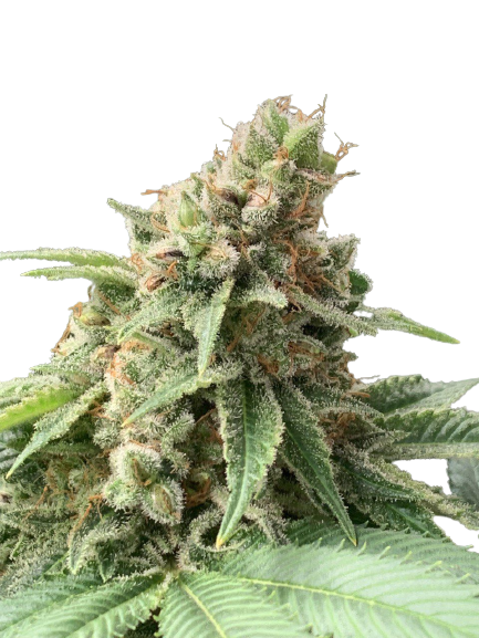 fast_diesel_genetics_fem