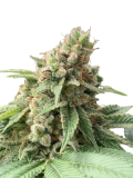 fast_diesel_genetics_fem