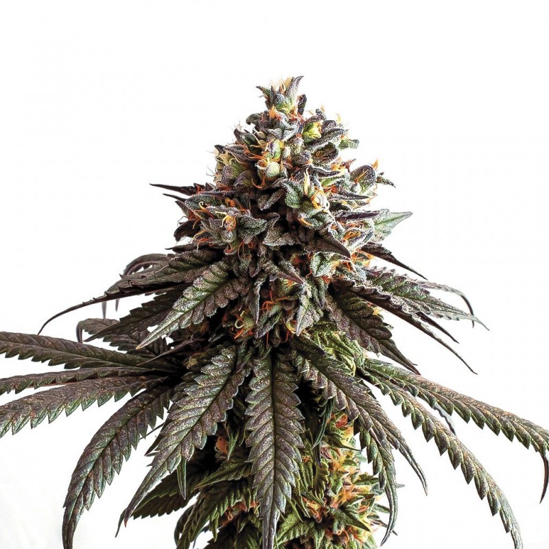 Gelato_genetics_IZI