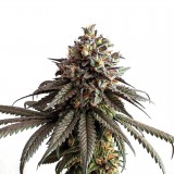 Gelato_genetics_IZI