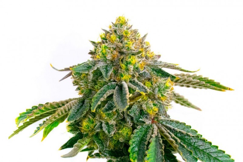 Hulk_OG_genetics_IZI-930x620