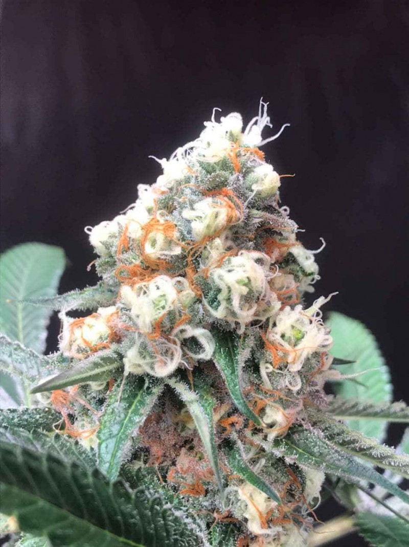 Lemonade_Krush