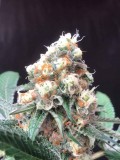 Lemonade_Krush