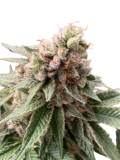 stoner_chronic_genetics_fem