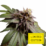 ZKITTLE-OG_2-1024x1024