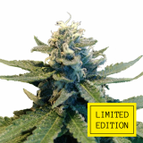 WHITE-WIDOW_2-1024x1024