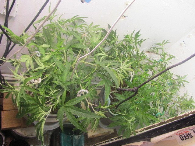 3-5-24 veg (1)
