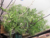 3-5-24 veg (1)