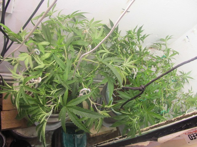 3-5-24 veg (2)