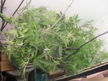 3-5-24 veg (2)