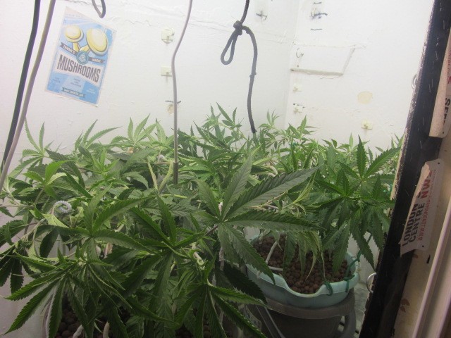 3-5-24 veg (5)