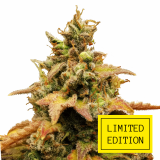 Tai_Wood_genetics_fem_2-1024x1024