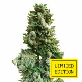 Sour_Gorilla_genetics_fem_2-1024x1024