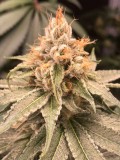 OG_Russian