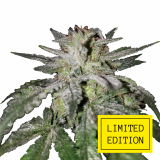 OG-KUSH_2-1024x1024