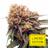 MANGO-GIFT_2-1024x1024