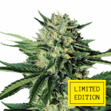 CHEMO-KUSH_2-1024x1024