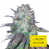BLUEBERRY-HAZE_2-1024x1024