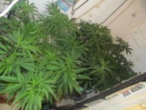 day1 bloom (5)