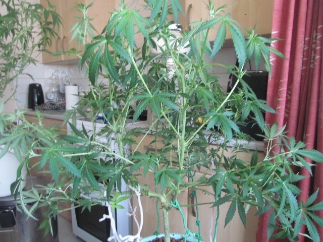 11 days bloom (1)