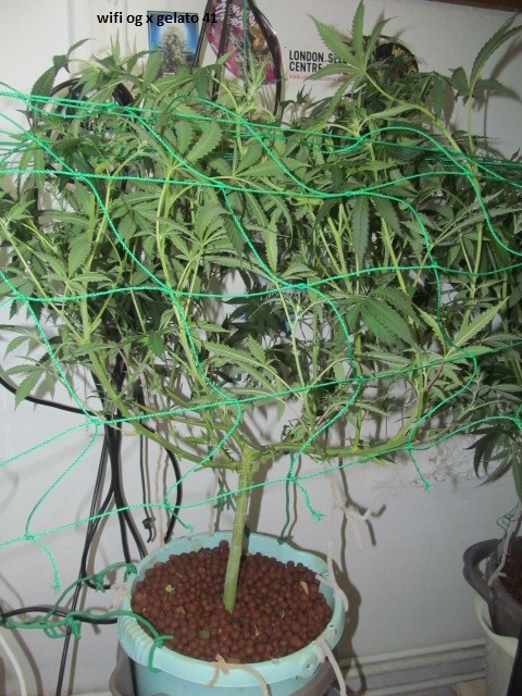 11 days bloom (3)