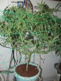 11 days bloom (3)