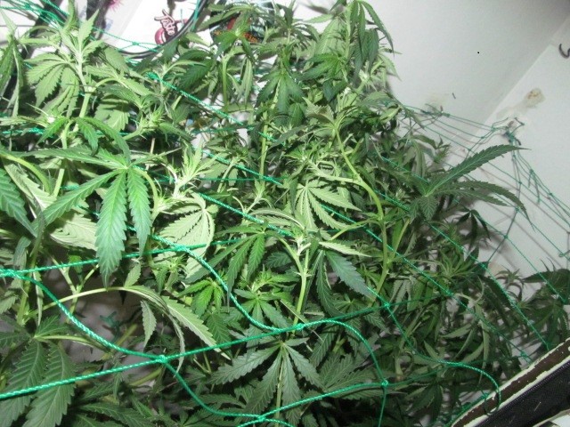 11 days bloom (4)