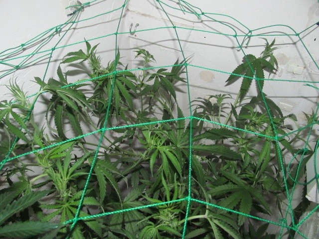 11 days bloom (5)