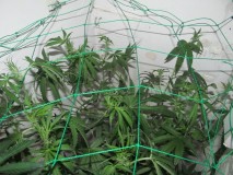 11 days bloom (5)