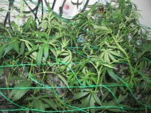 11 days bloom (6)