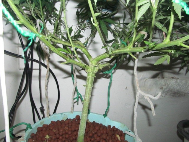 11 days bloom (7)