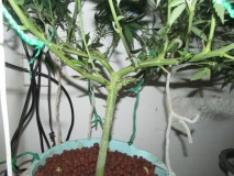 11 days bloom (7)