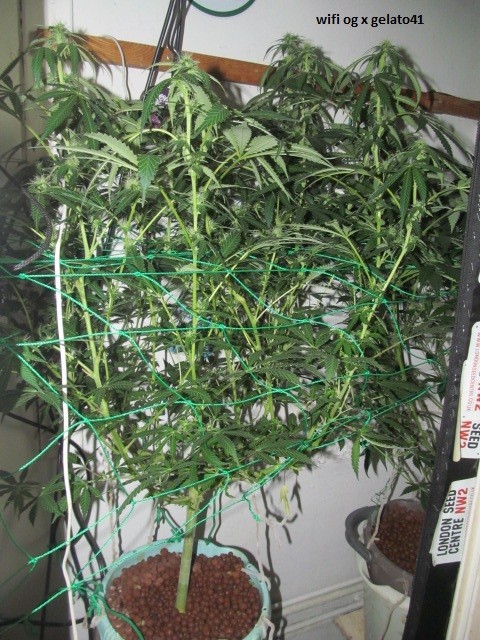 20 days bloom (1)