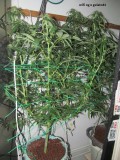 20 days bloom (1)