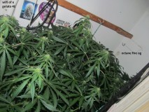20 days bloom (2)