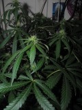 20 days bloom (5)