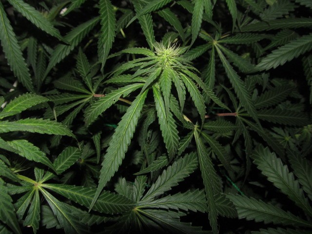 20 days bloom (7)