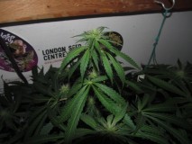 20 days bloom (10)