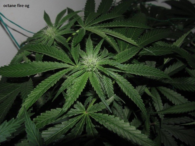 20 days bloom (12)