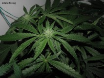 20 days bloom (12)