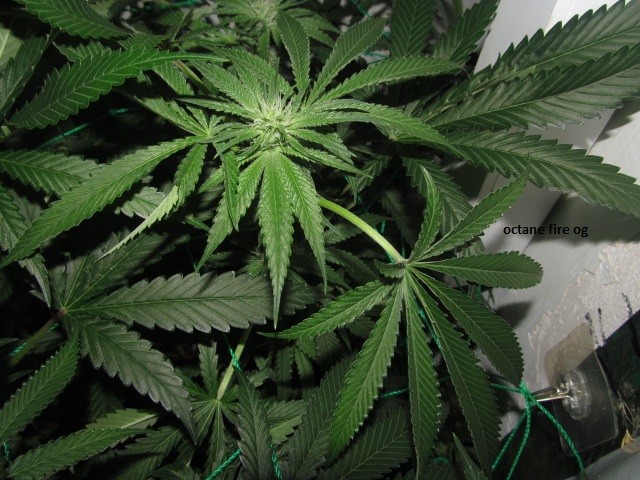 20 days bloom (13)