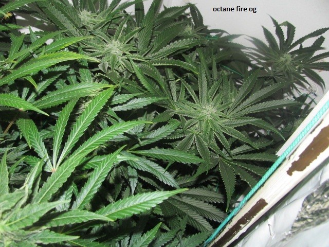 29days bloom (2)