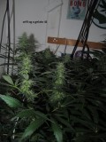 29days bloom (4)