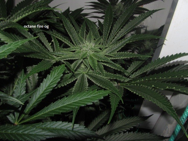 29days bloom (6)