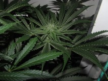 29days bloom (6)