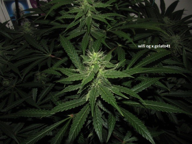 29days bloom (7)