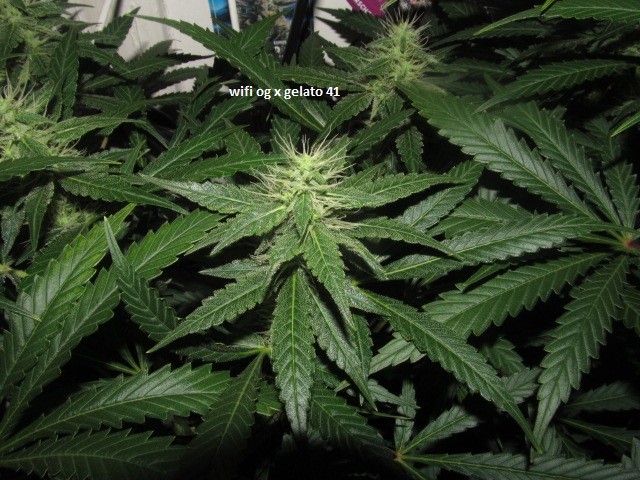 29days bloom (8)
