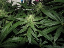 29days bloom (8)