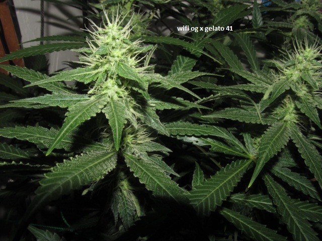 29days bloom (9)